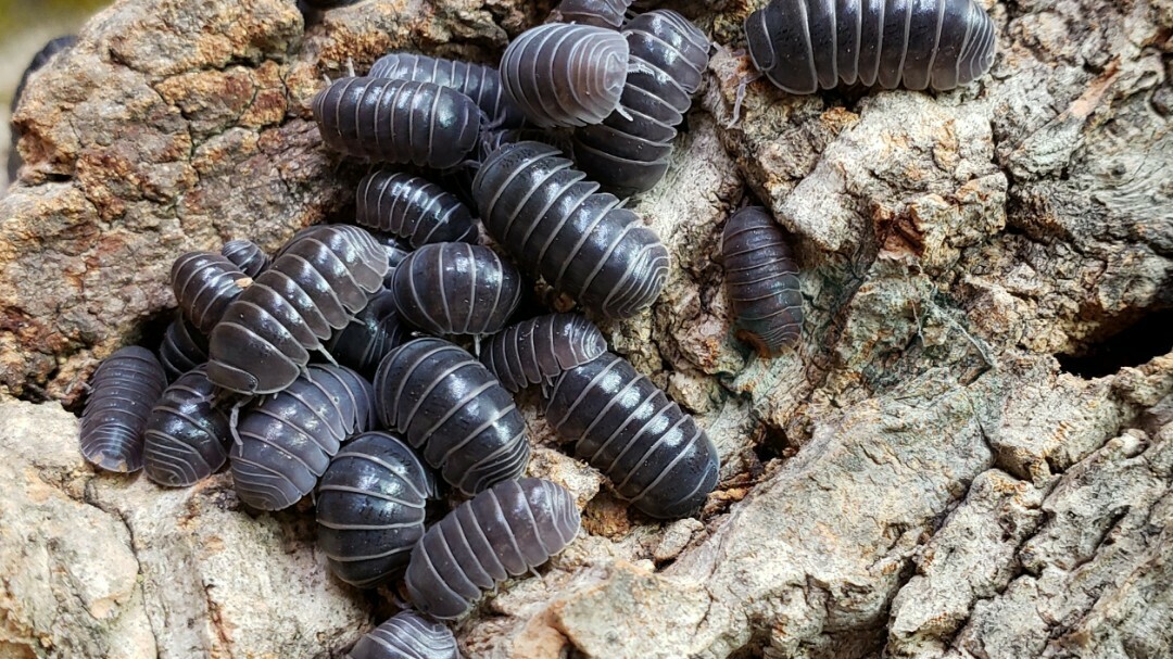 Armadillo officinalis “The hissing isopod, Sicily locale” POST SHOW SALE