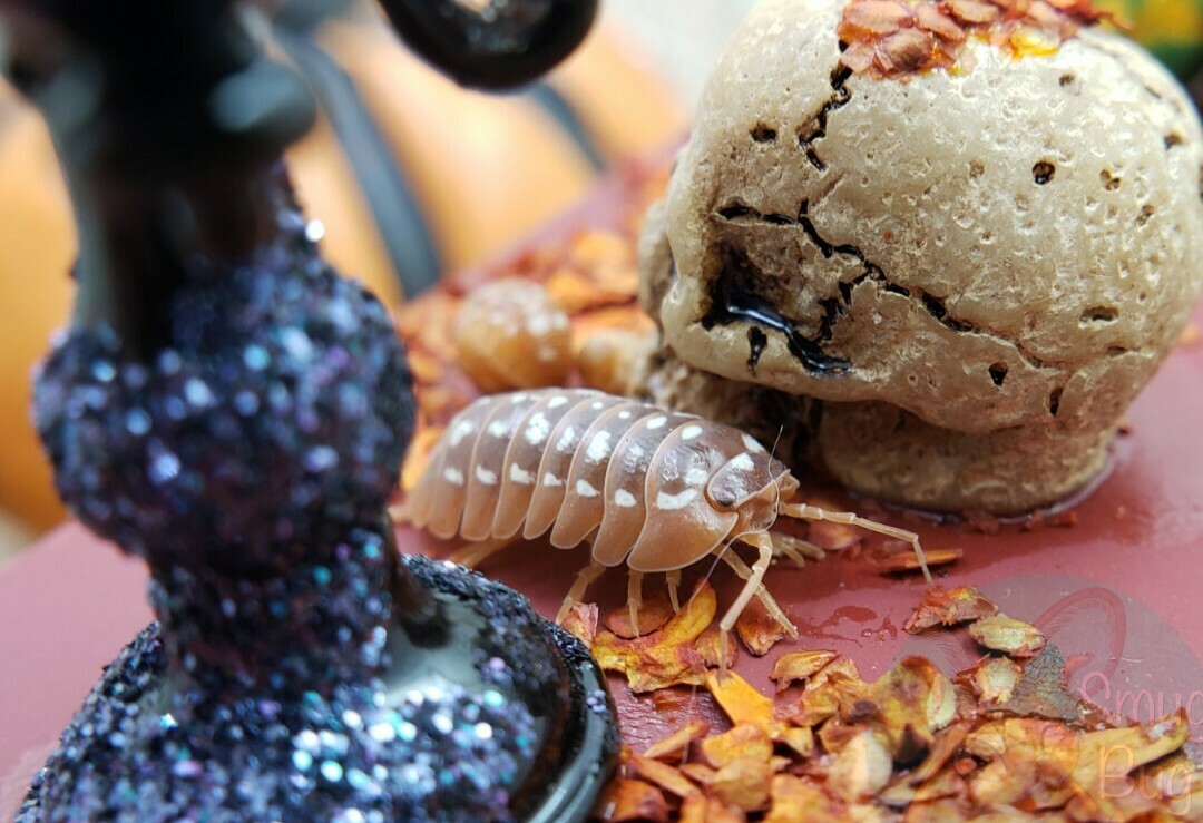 Armadillidium werneri "orange" AFTER SHOW SALE