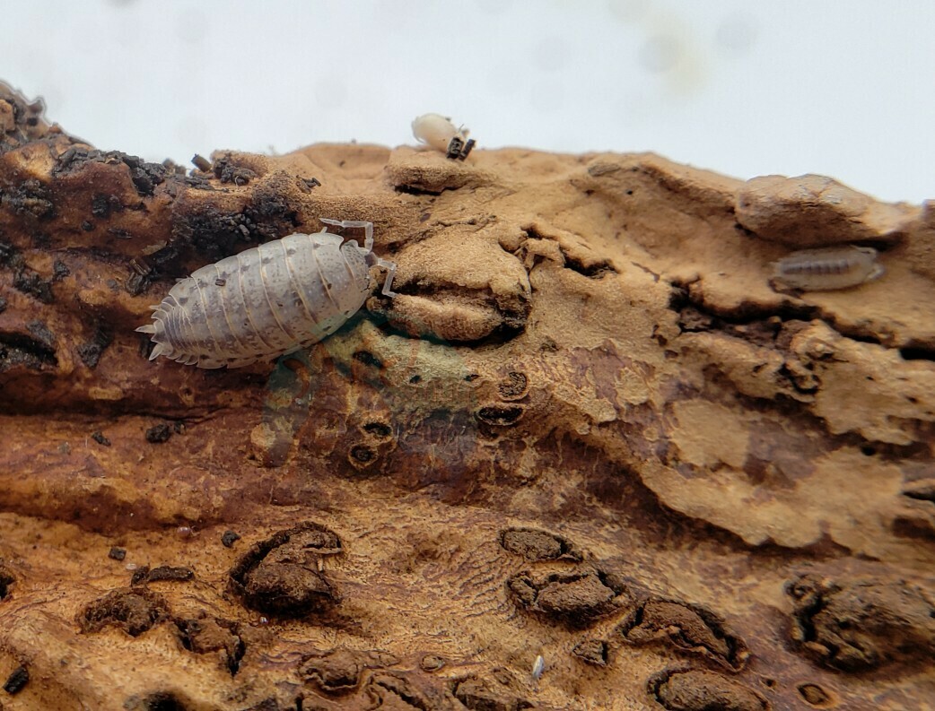 Porcellio Lamellatus