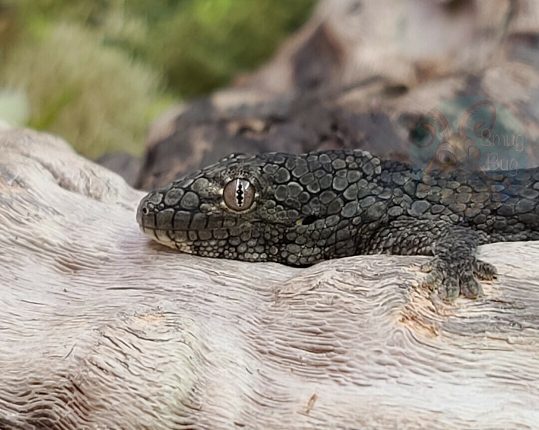 Eurydactylodes vieillardi female 20SB2