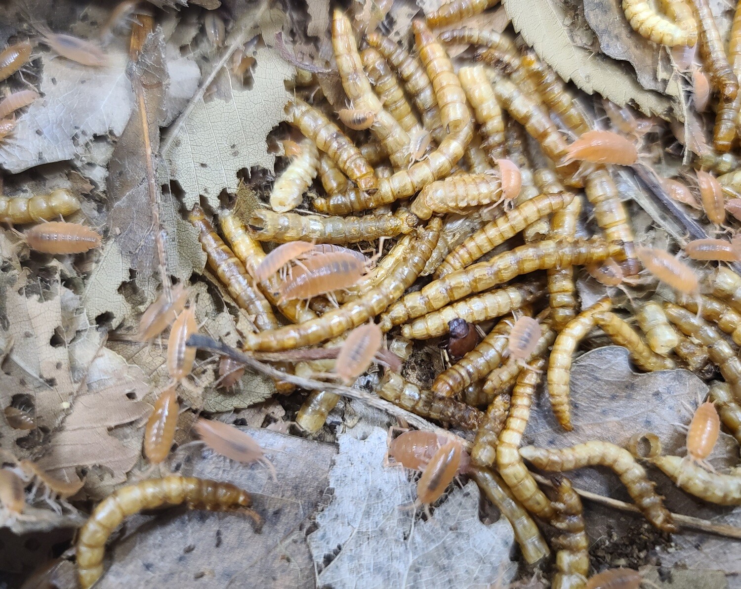 Dried mealworms