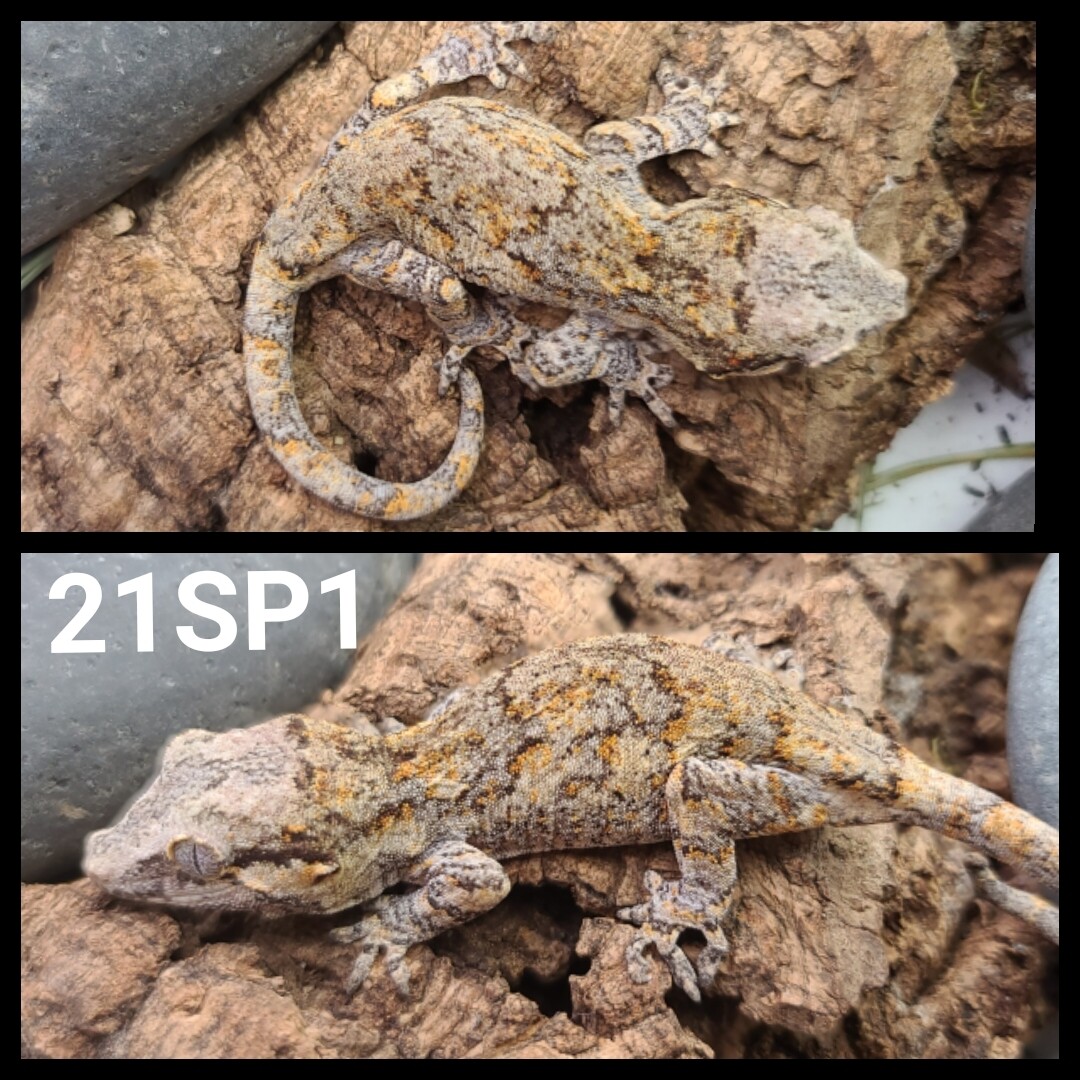 21SP1 Reticulated orange blotch gargoyle gecko