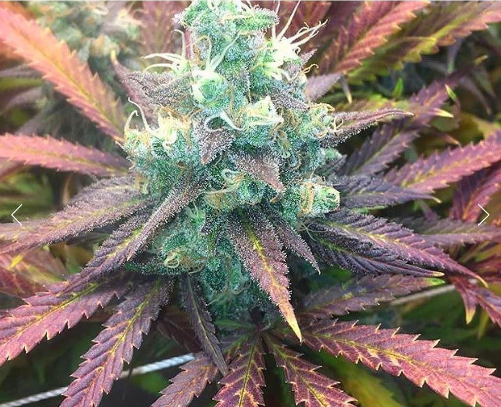 Mass Medical Strains Praying Mantis