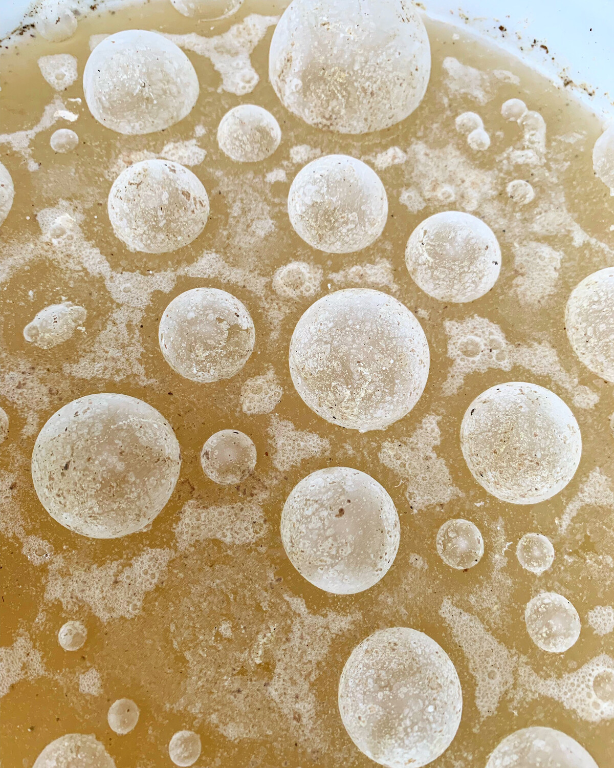 Well Grown Seeds Lactobacillus Serum 15 Oz.