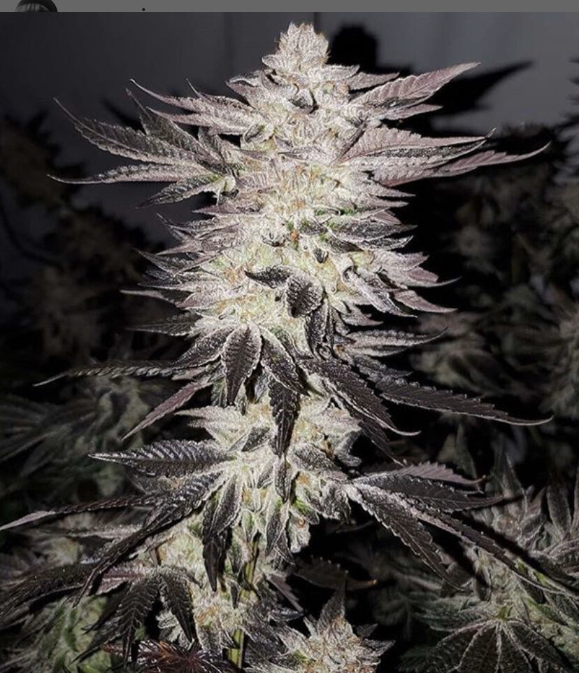 Thug Pug Peanut Butter Breath