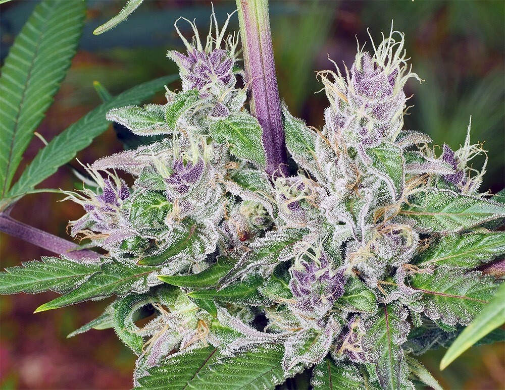 Mass Medical Strains Platinum Swabi Punch