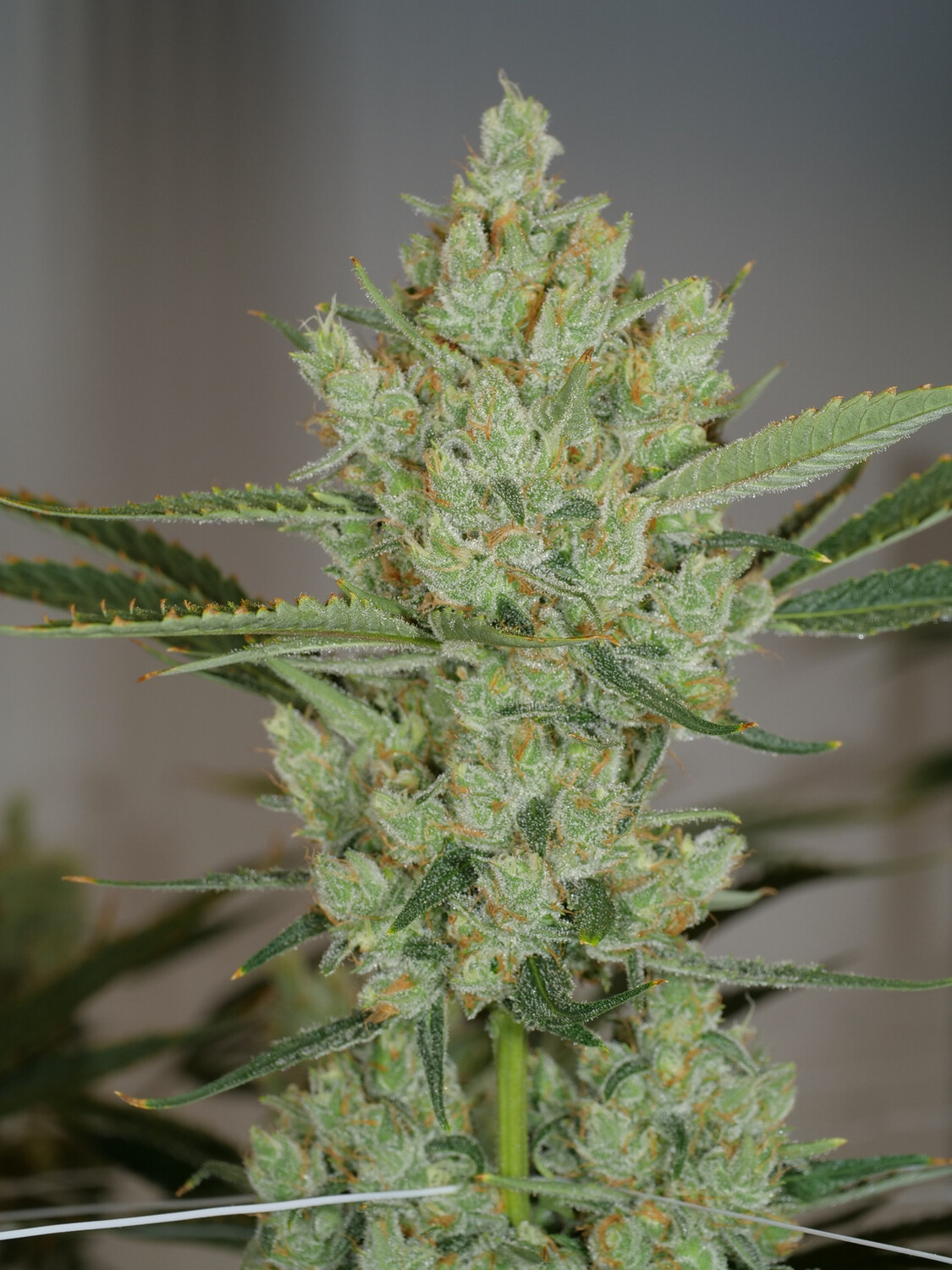 Mass Medical Strains Juice Lord