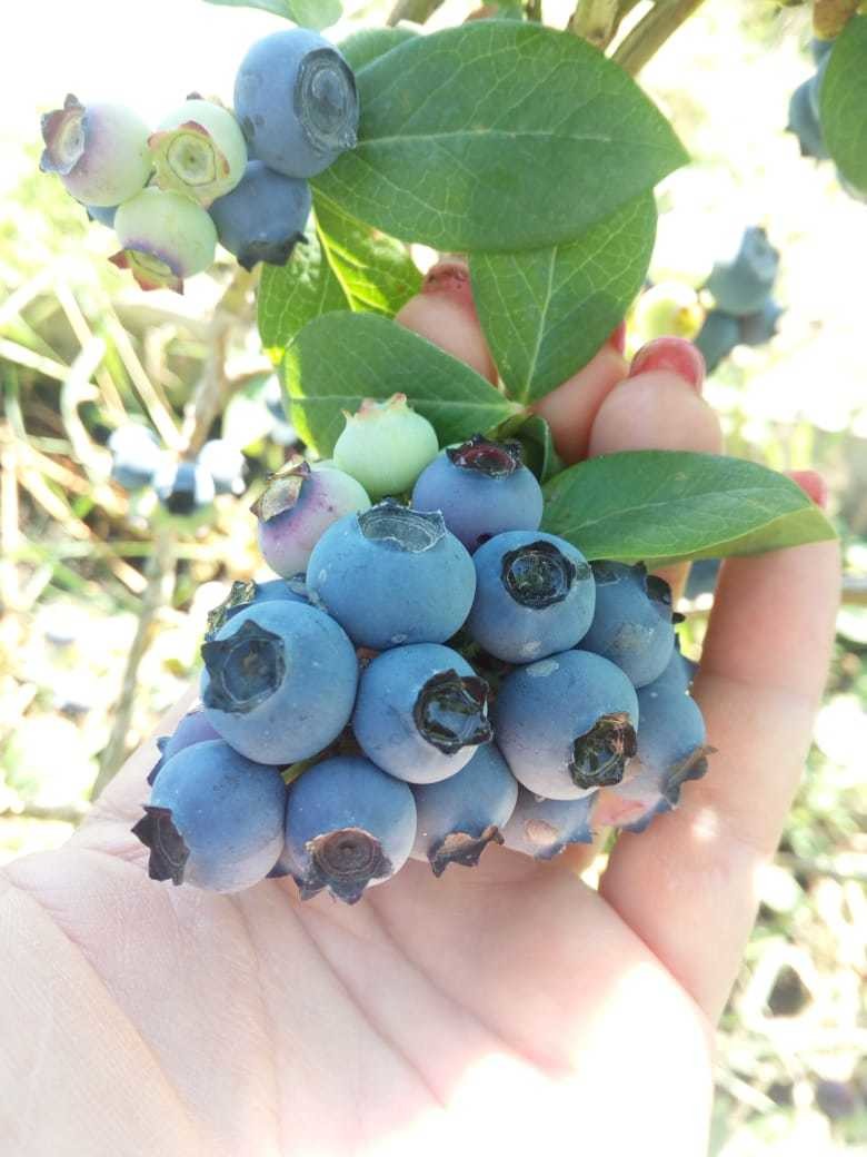 Голубика стэнли. Какой сорт голубики самый вкусный. Голубика высокорослая нельсон. Какой сорт голубики самый вкусный. Какой сорт голубики самый вкусный.