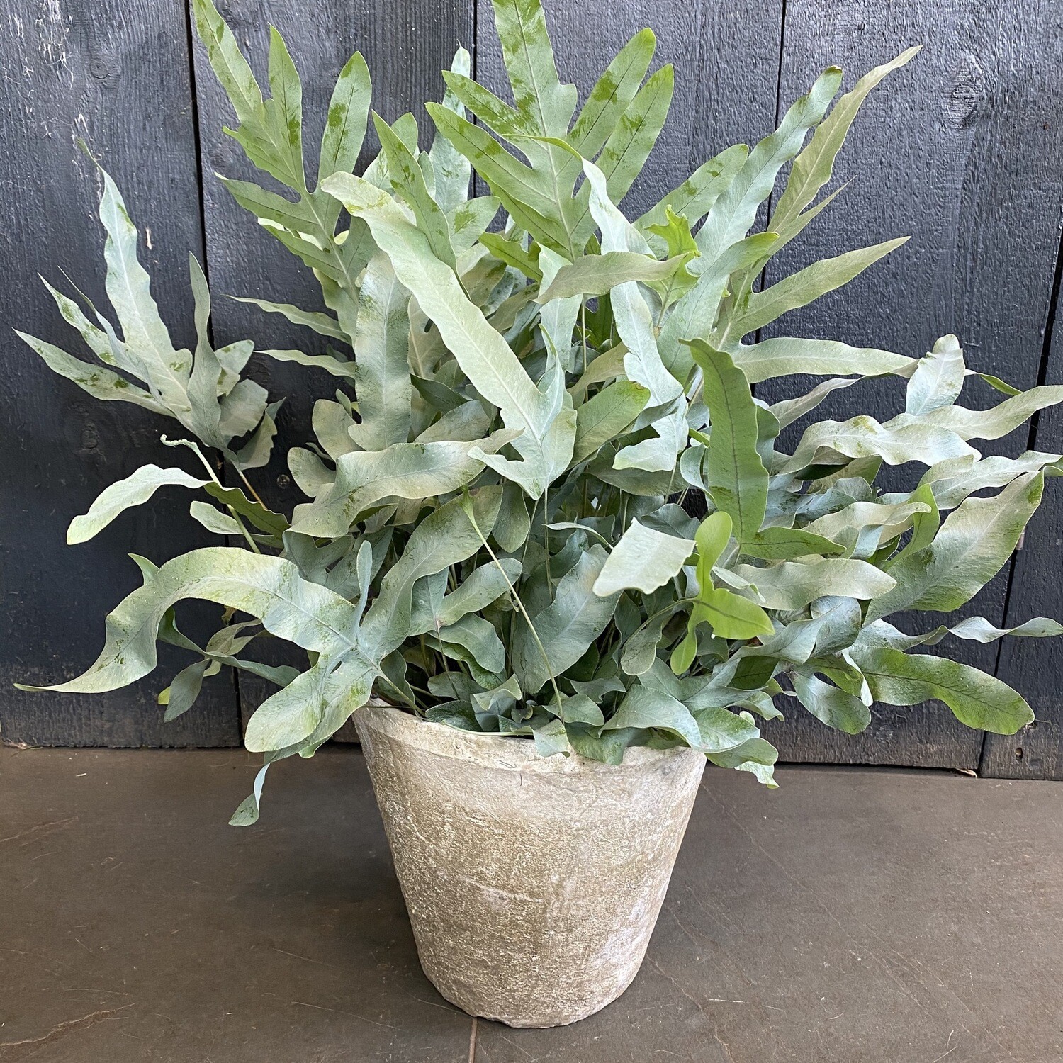 Blue Star Fern In Whitestone Pot