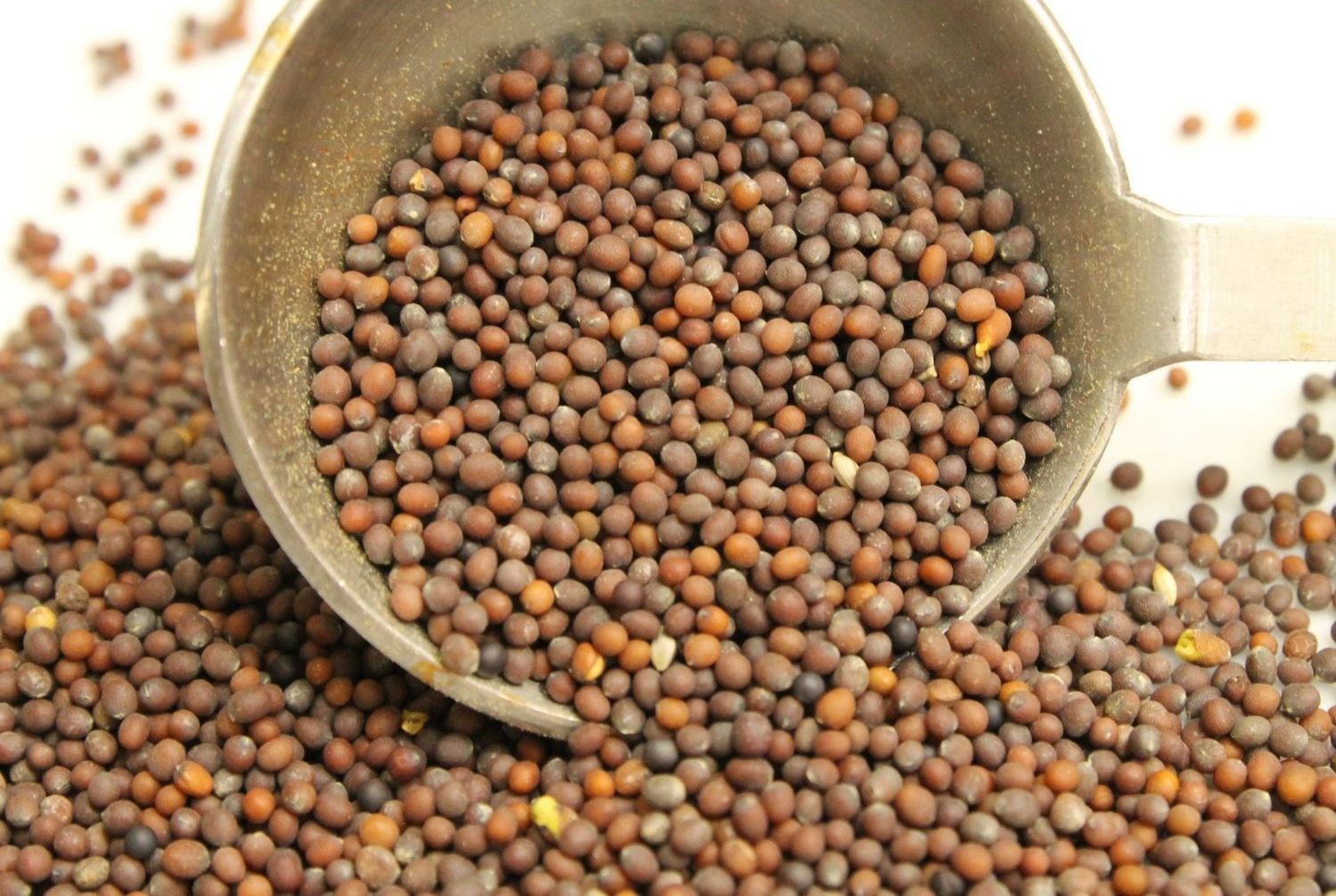 Senafitch ሰናፍጭ Mustard Seed