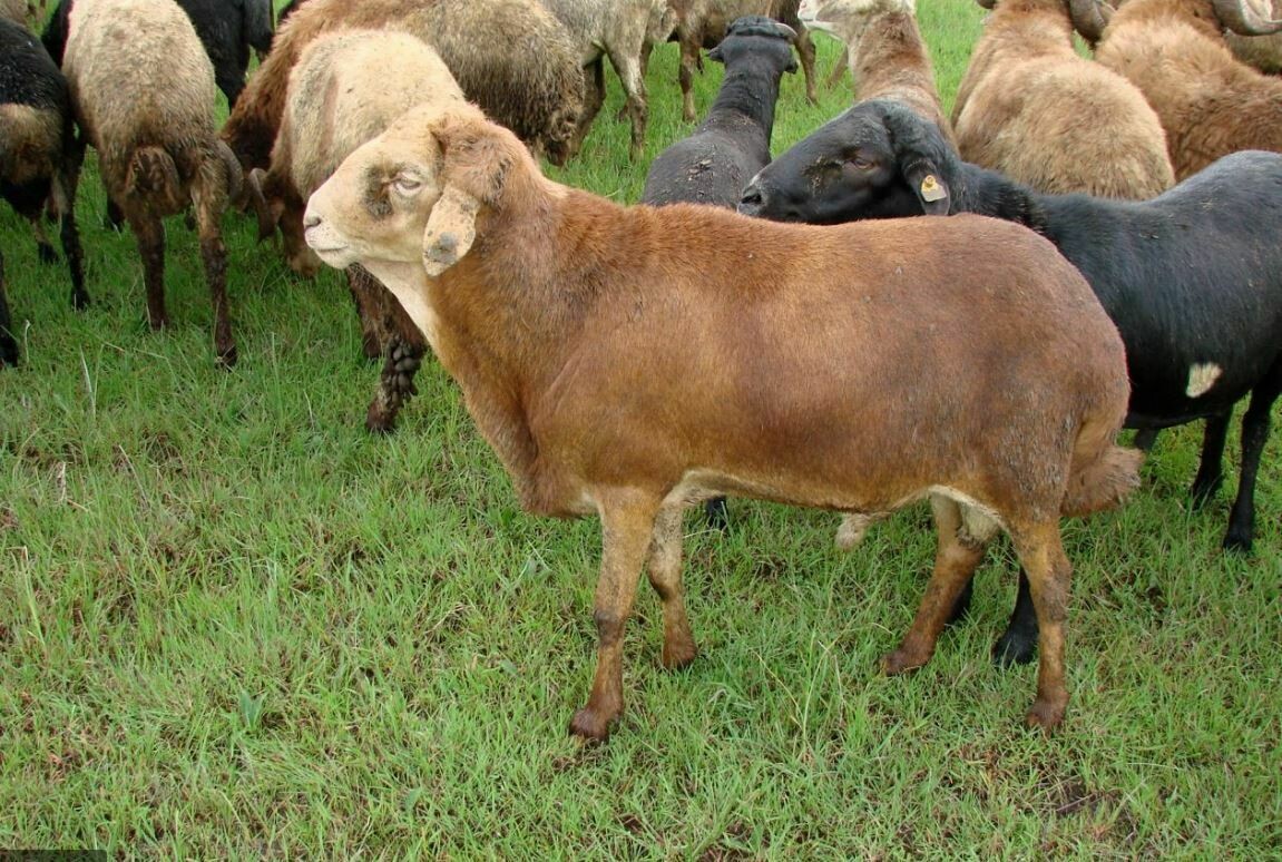 በግ Sheep (Ethiopia Only)
