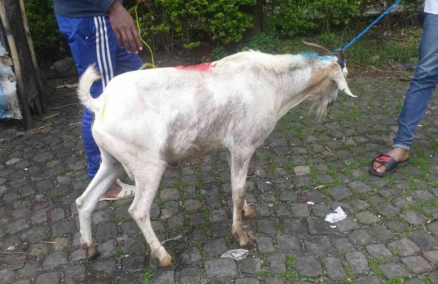 ፍየል Goat (Ethiopia Only)