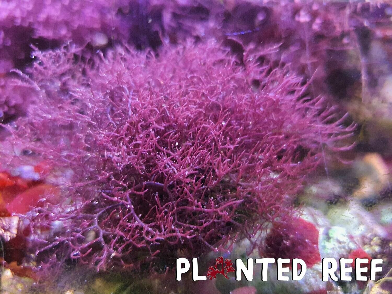 Red Hair Chondria Macroalgae