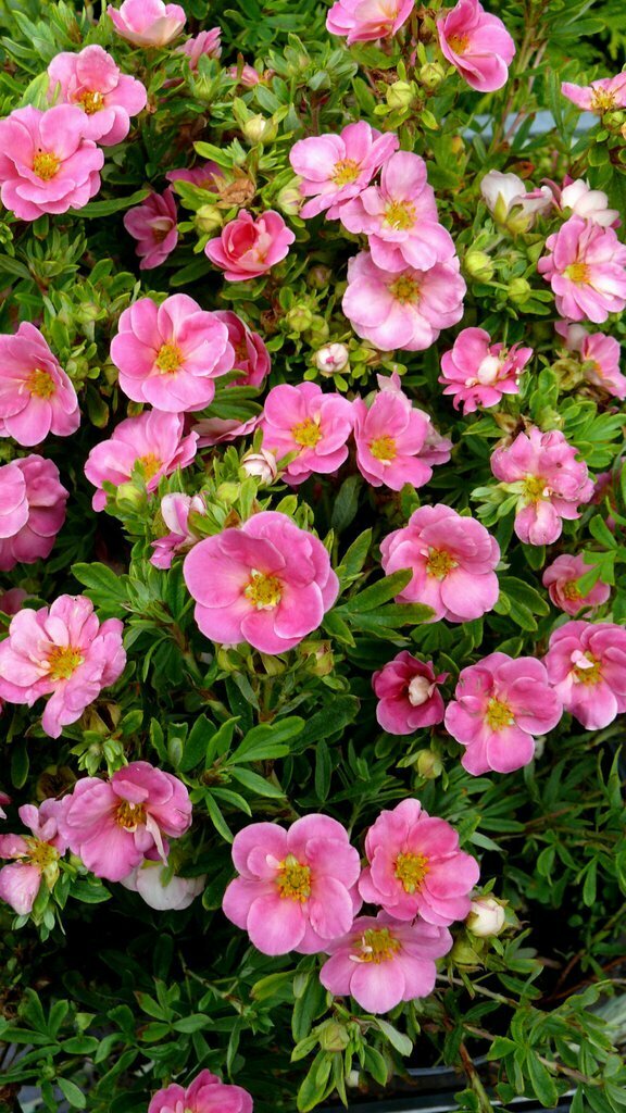 Cinquefoil 'Pink Beauty' - Potentilla Fruticosa