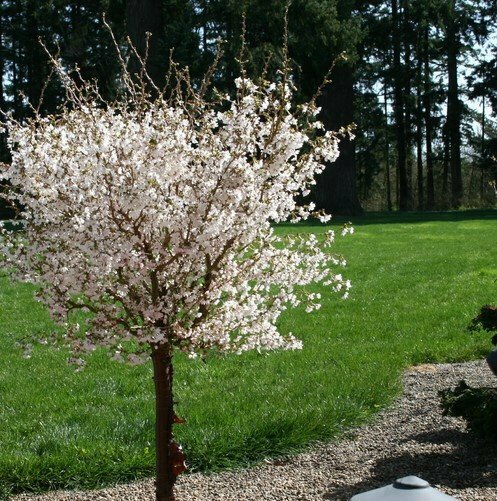 Flowering Cherry ‘Little Twist’ - Prunus Incisa