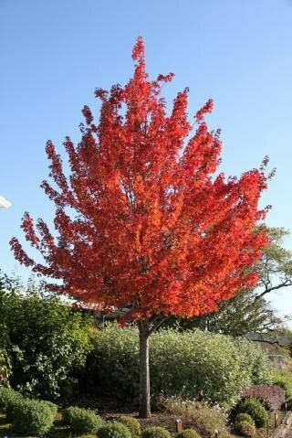 Maple 'Redpointe' - Acer Platanoides