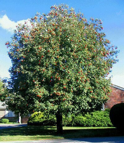Mountain Ash 'Cardinal Royal' - Sorbus Aucuparis