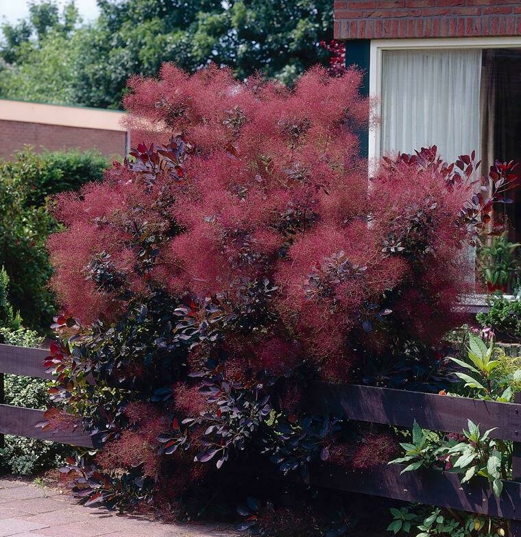 Smoke Tree 'Royal Purple'