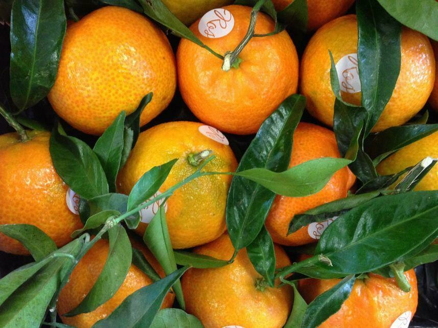 Clémentines à feuille