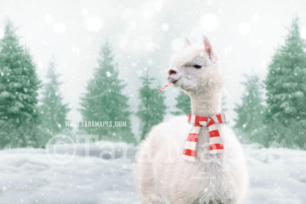 Funny Alpaca Llama in Snow by Pine Trees Free Snow overlay Snowy