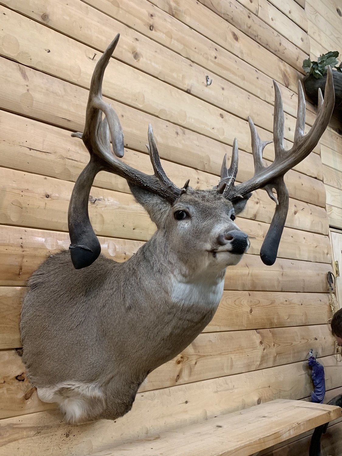 Minnesota Whitetail