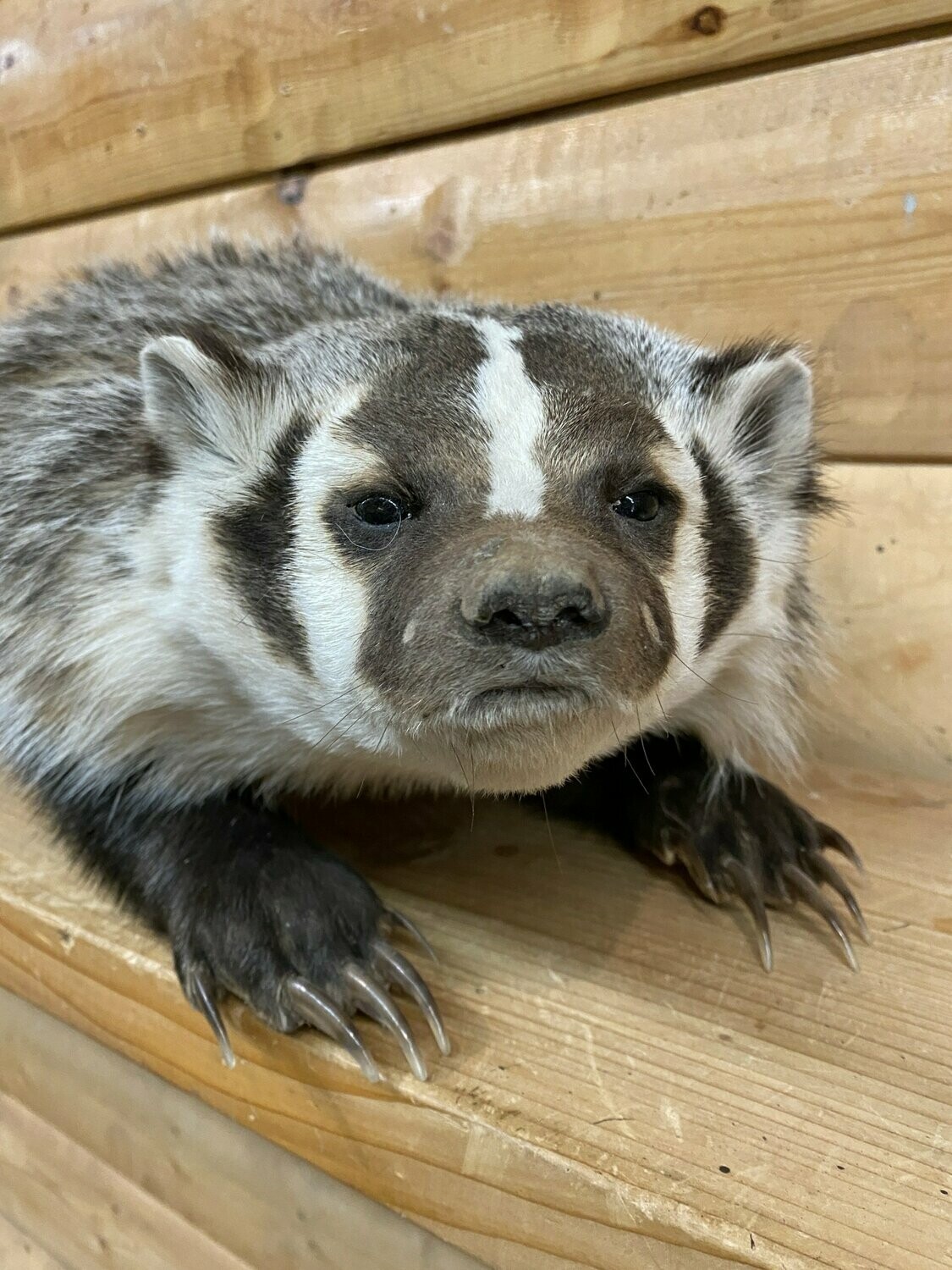 Badger