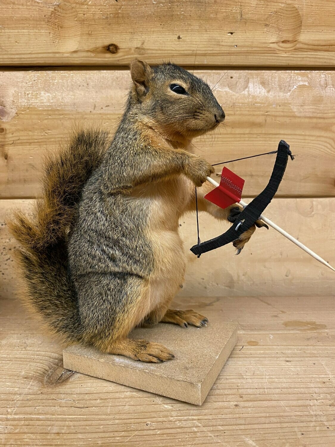 Bow Hunting Fox Squirrel