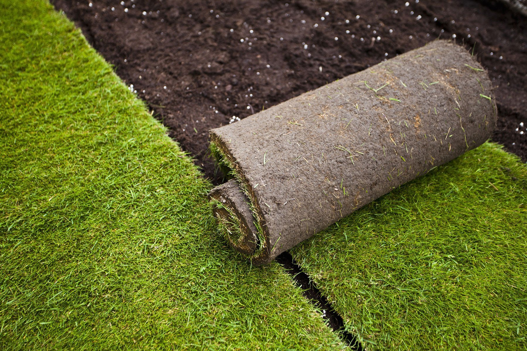 Lawn Turf