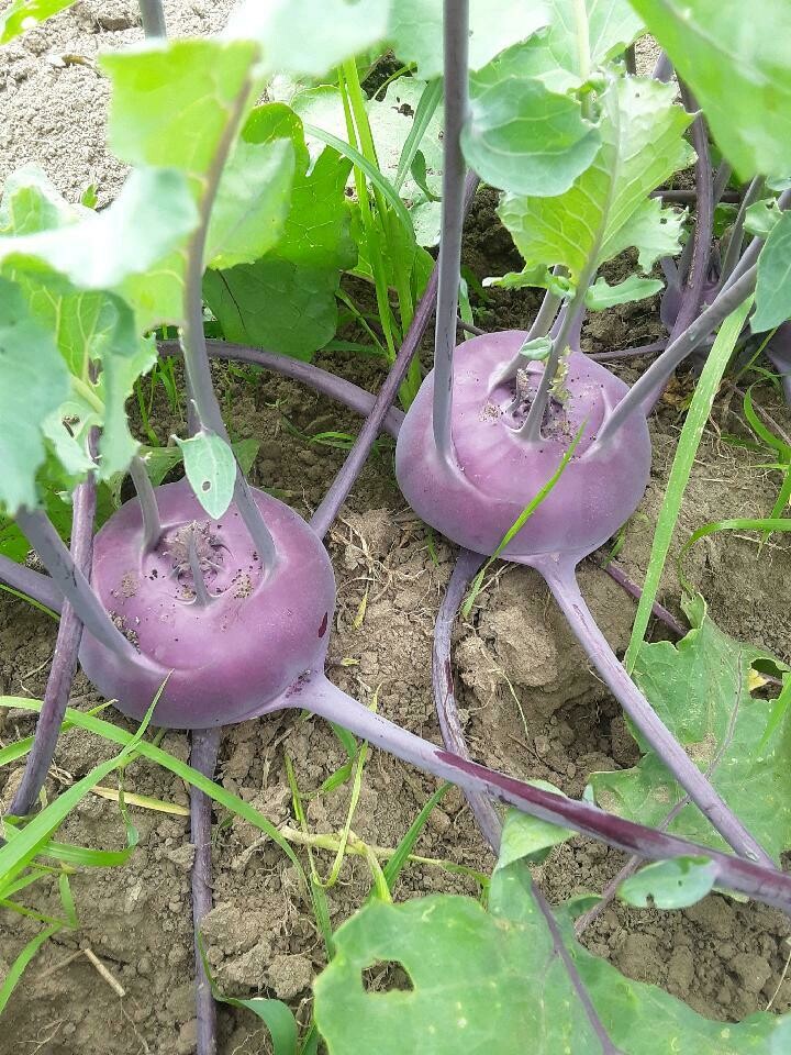 Kohlrabi, Purple