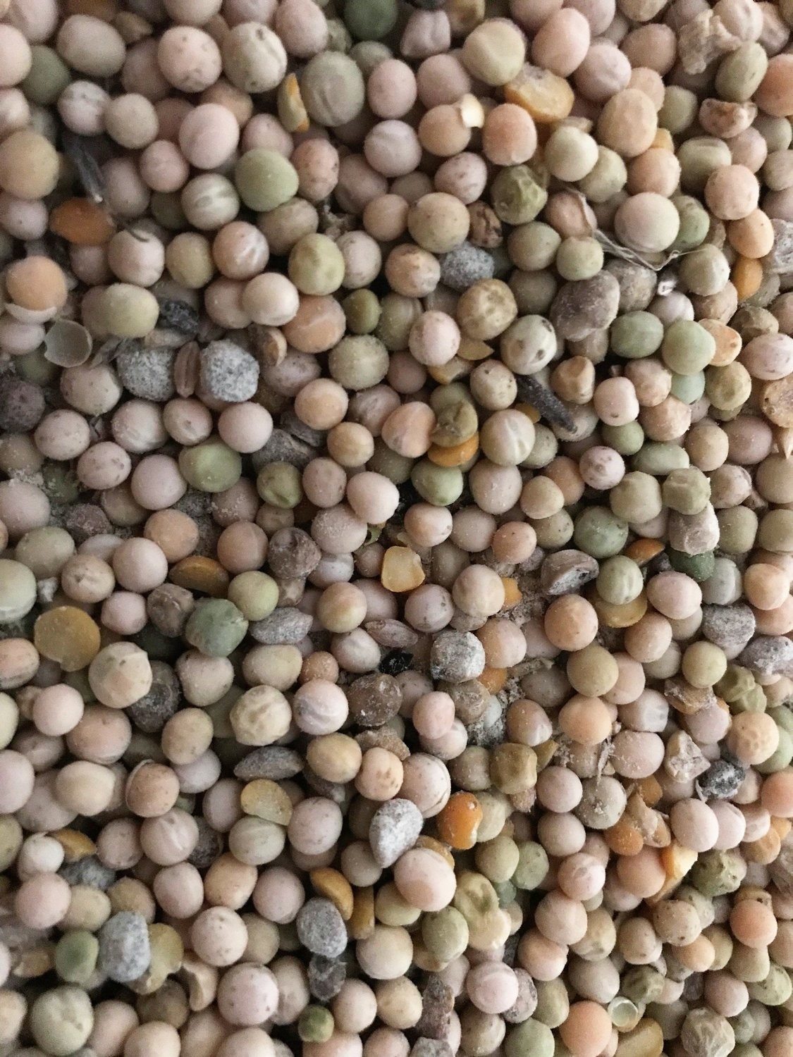 Peas Organic Certified Whole NonGMO Poultry Feed