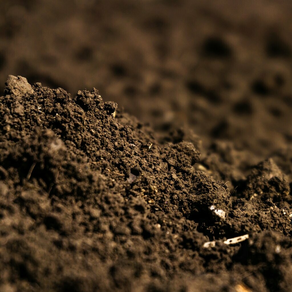 Dirt