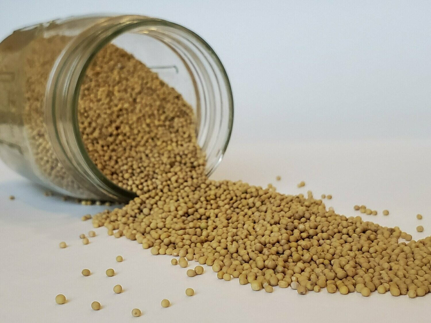 Whole Yellow Mustard Seed
