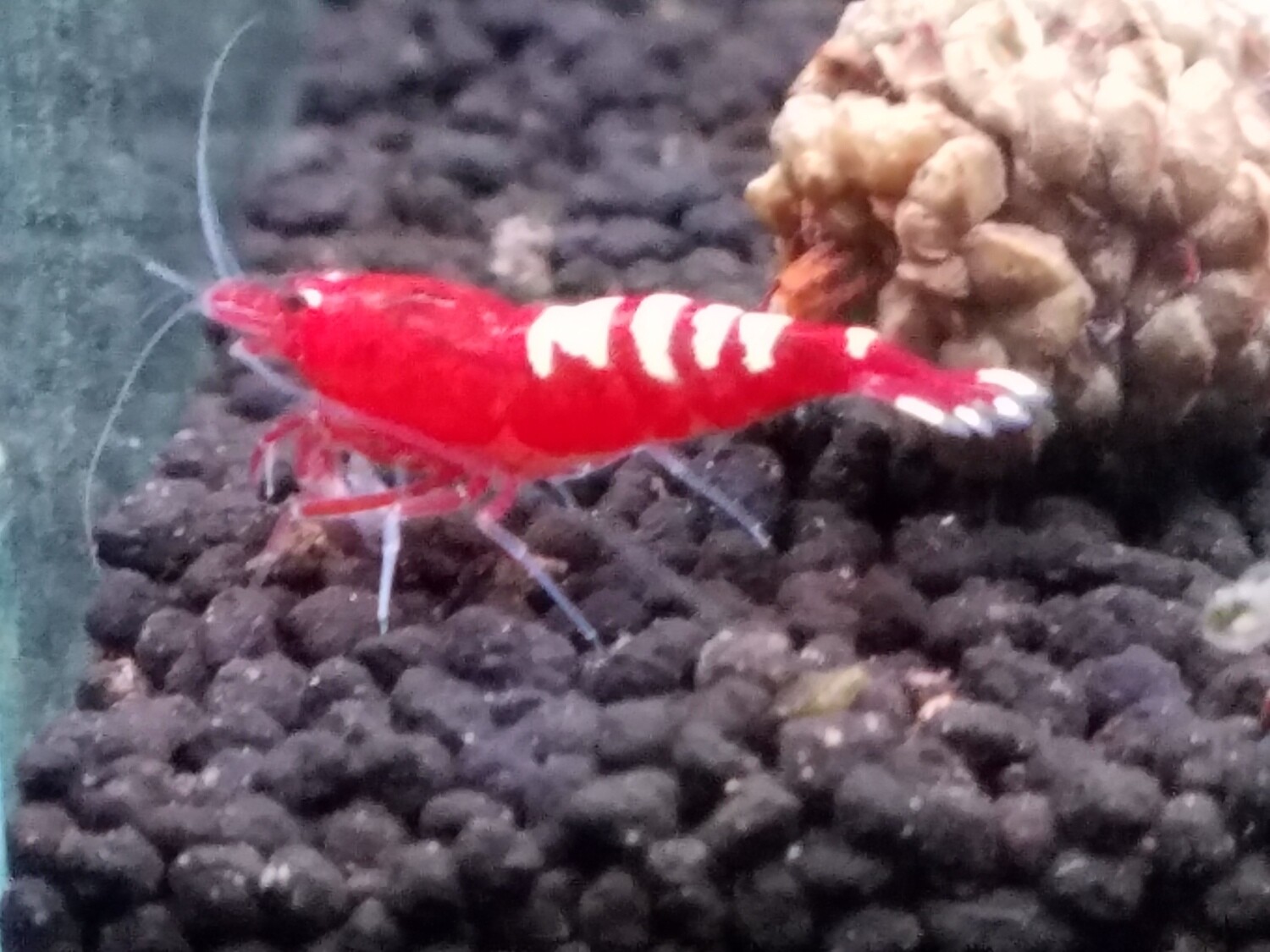 Red Zebra Pinto (5) R&R Bloomfield (Oregon)