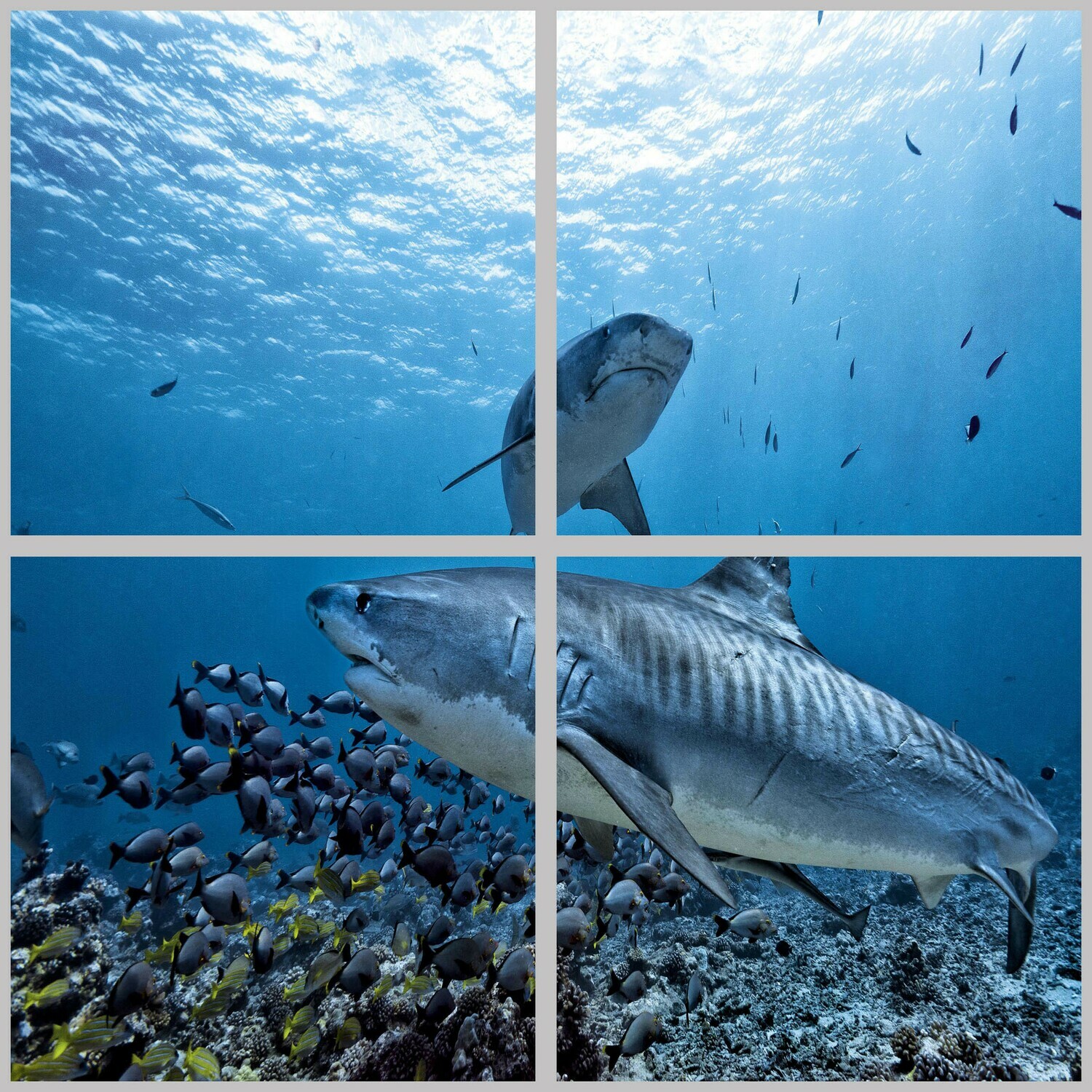 Underwater LED Ceiling Panels U8 Sharks & Fishes