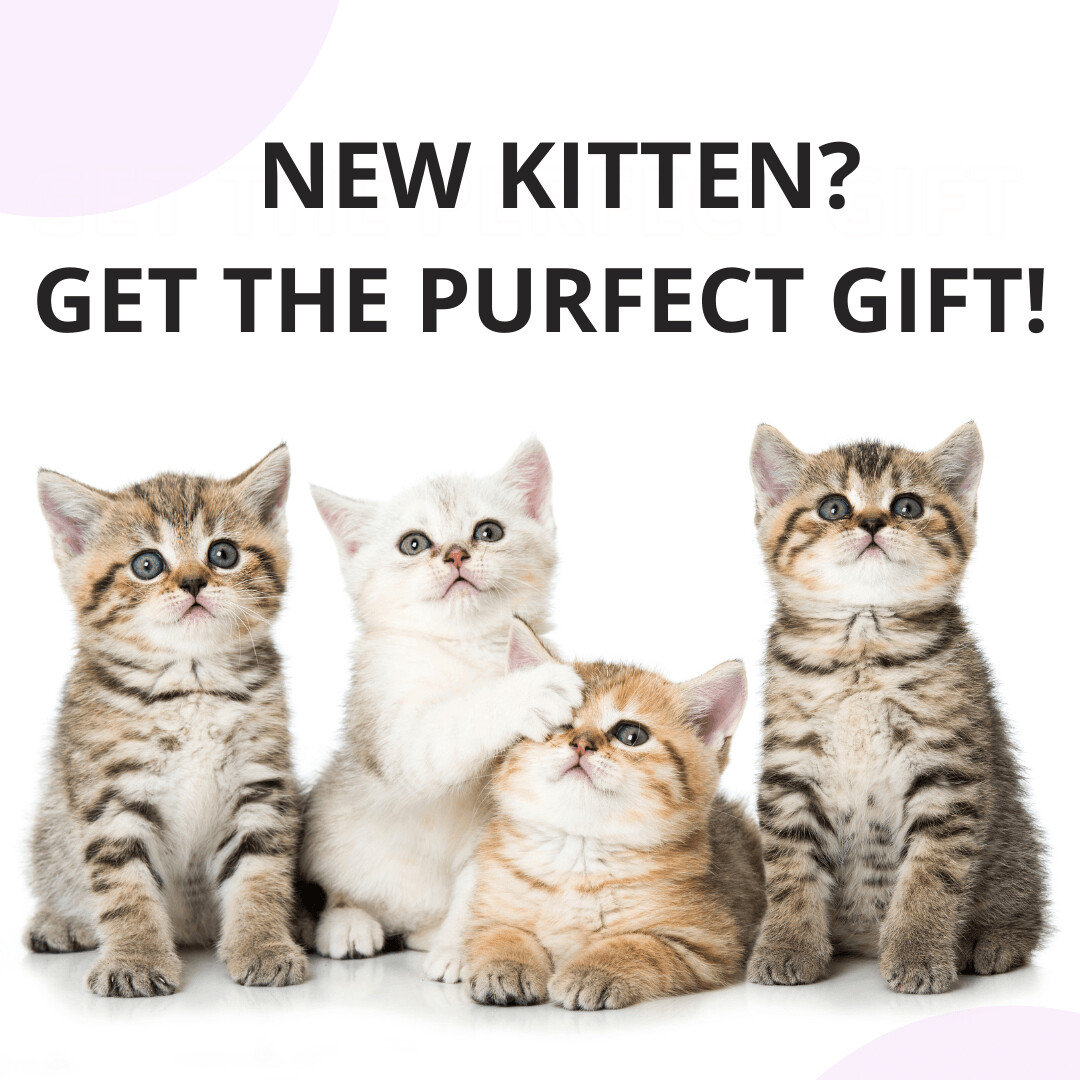 Kitten Healthcare Package