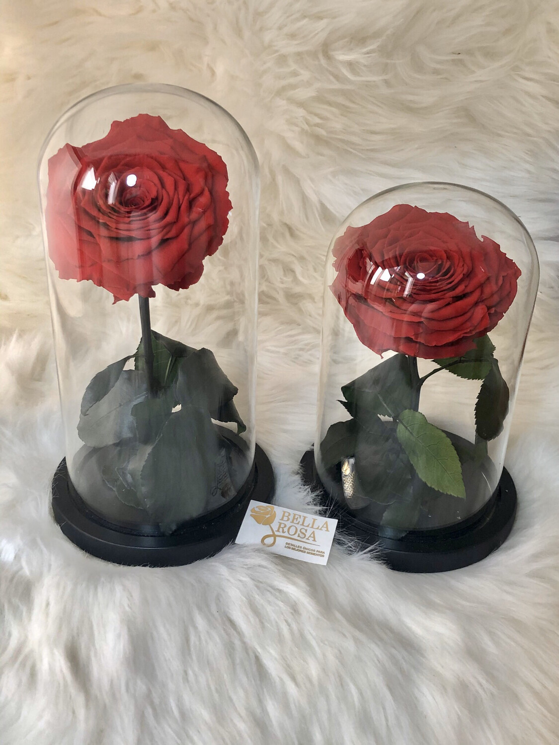 Cúpula de cristal Grande de 25 cm de alto