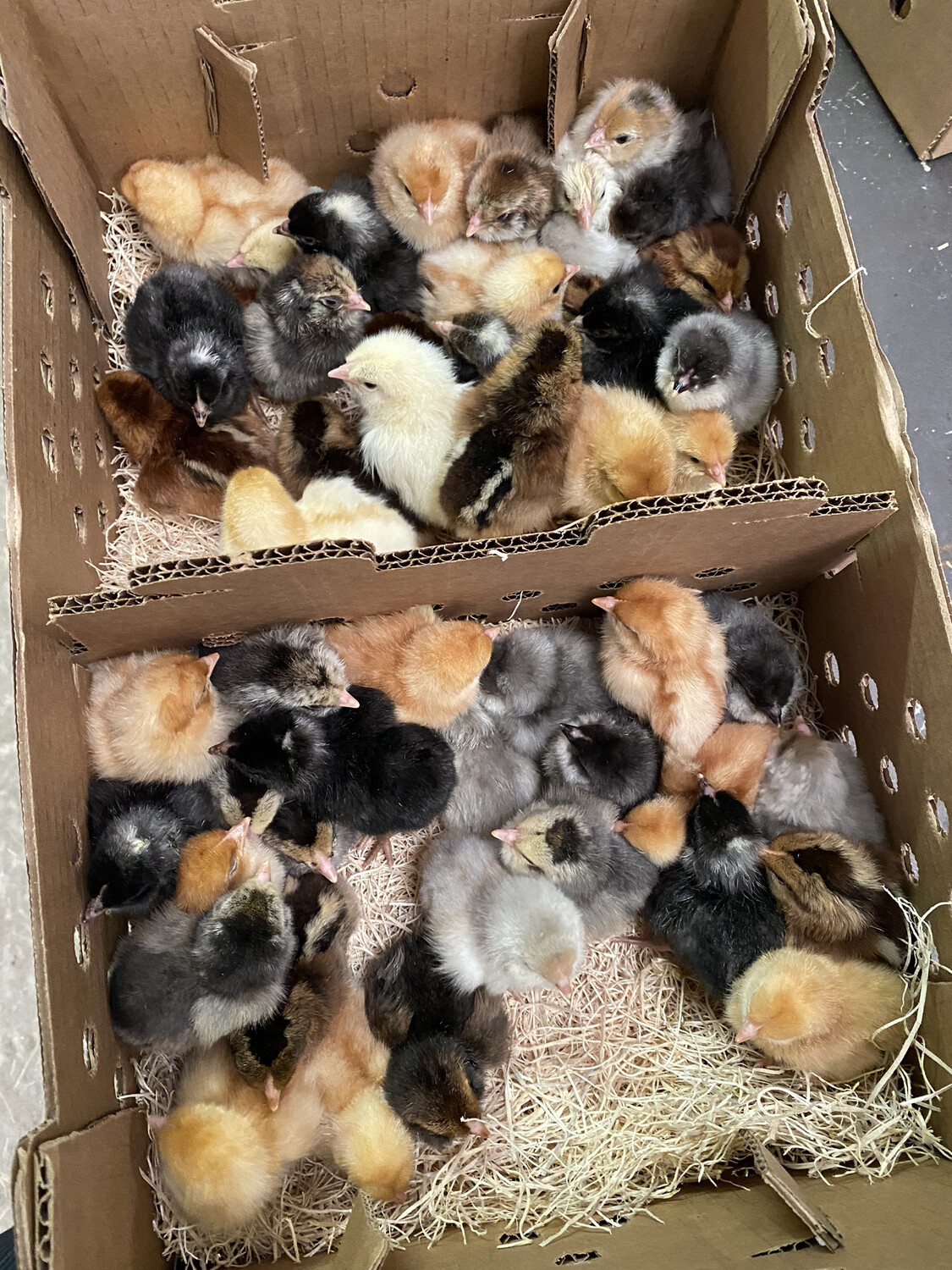 Hatchery Assorted Chicks