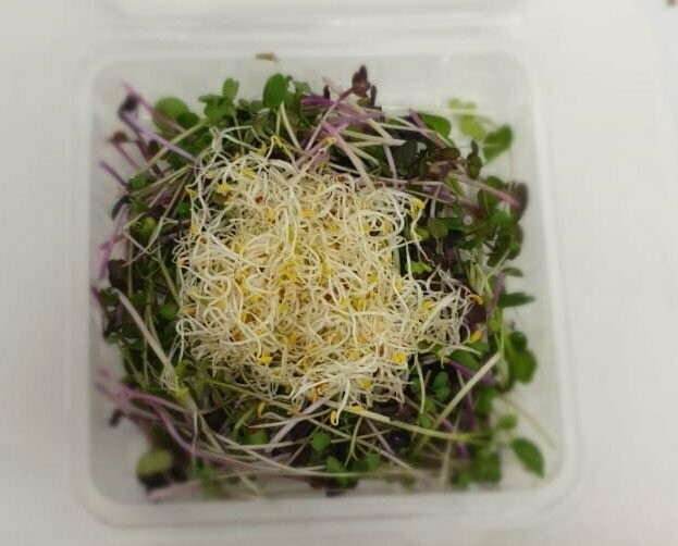 Micro green & Sprout Mix
