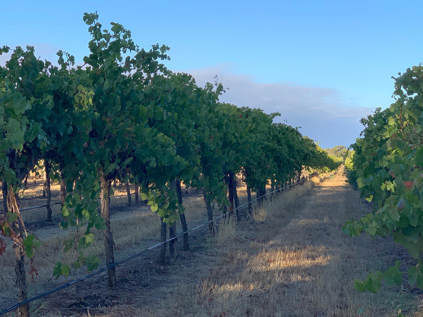 LANGHORNE CREEK Thistledown Wines