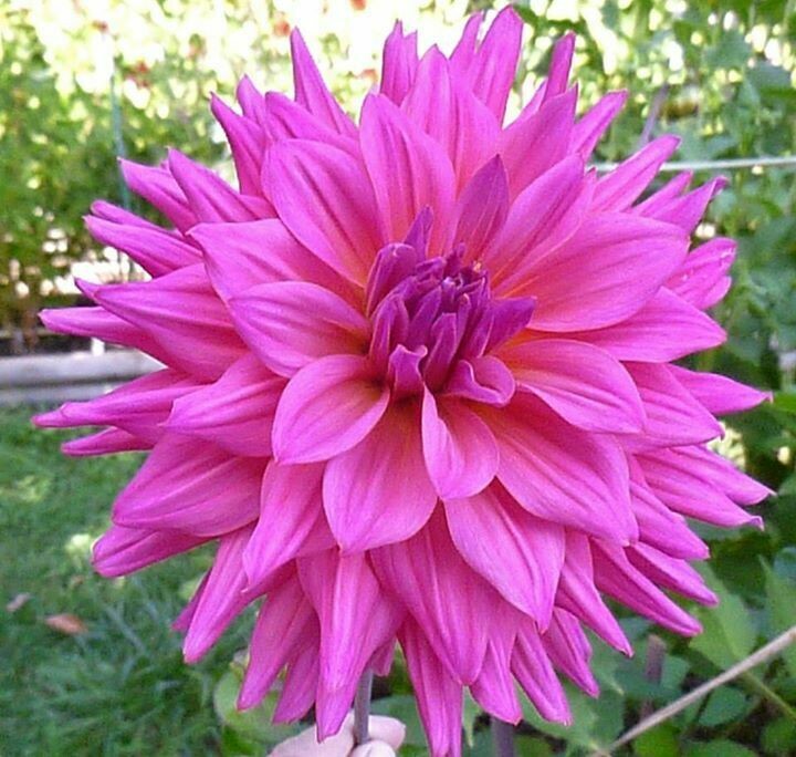 Herbert Smith Dahlia Tubers from The Dahlia Expert