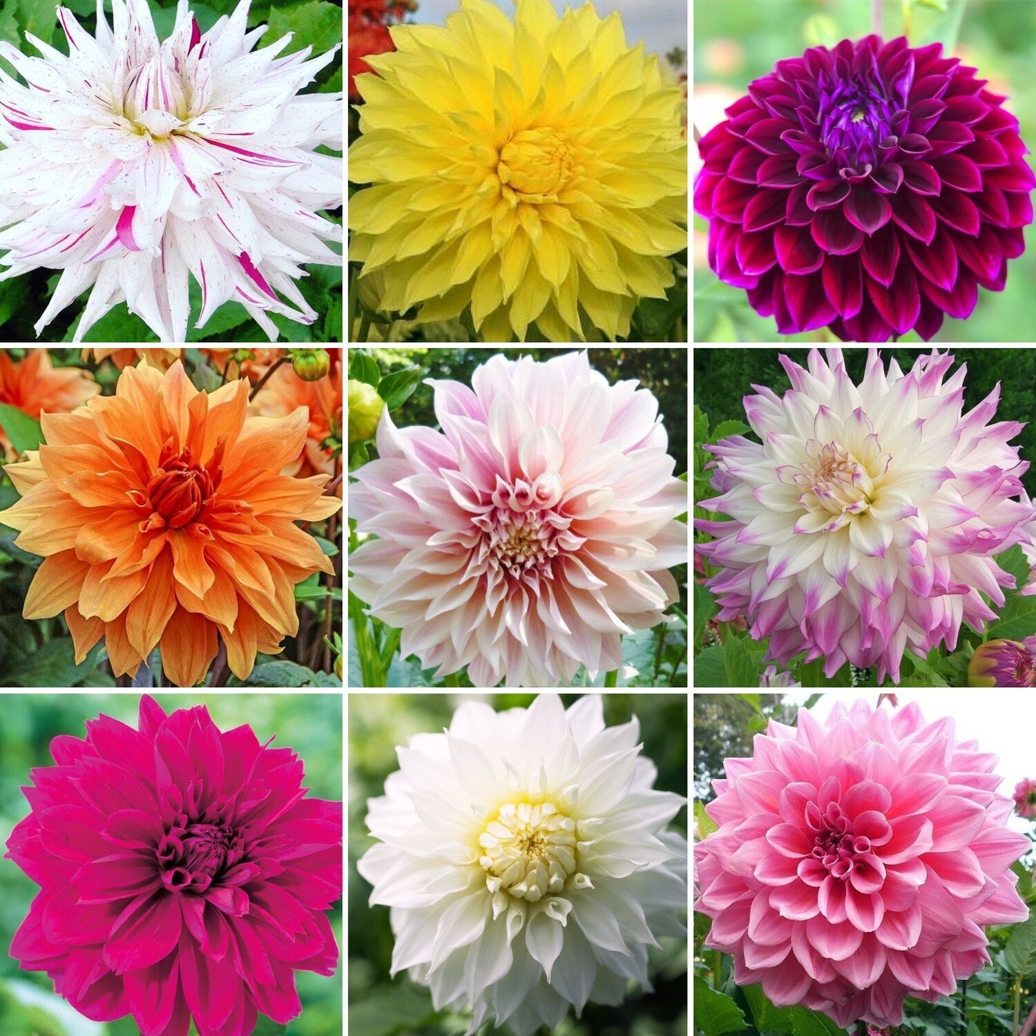 Dinnerplate 6 Pack Dahlia Tubers from The Dahlia Expert