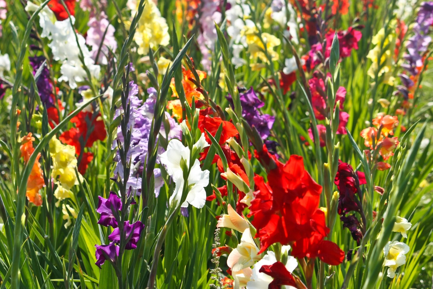 Gladiolus Cut Flower Mixture 12 pack