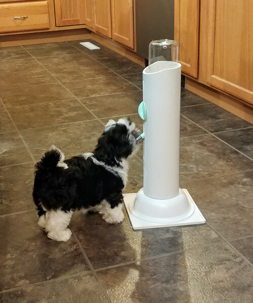 Thirsty Pet Water Bottle Stand
