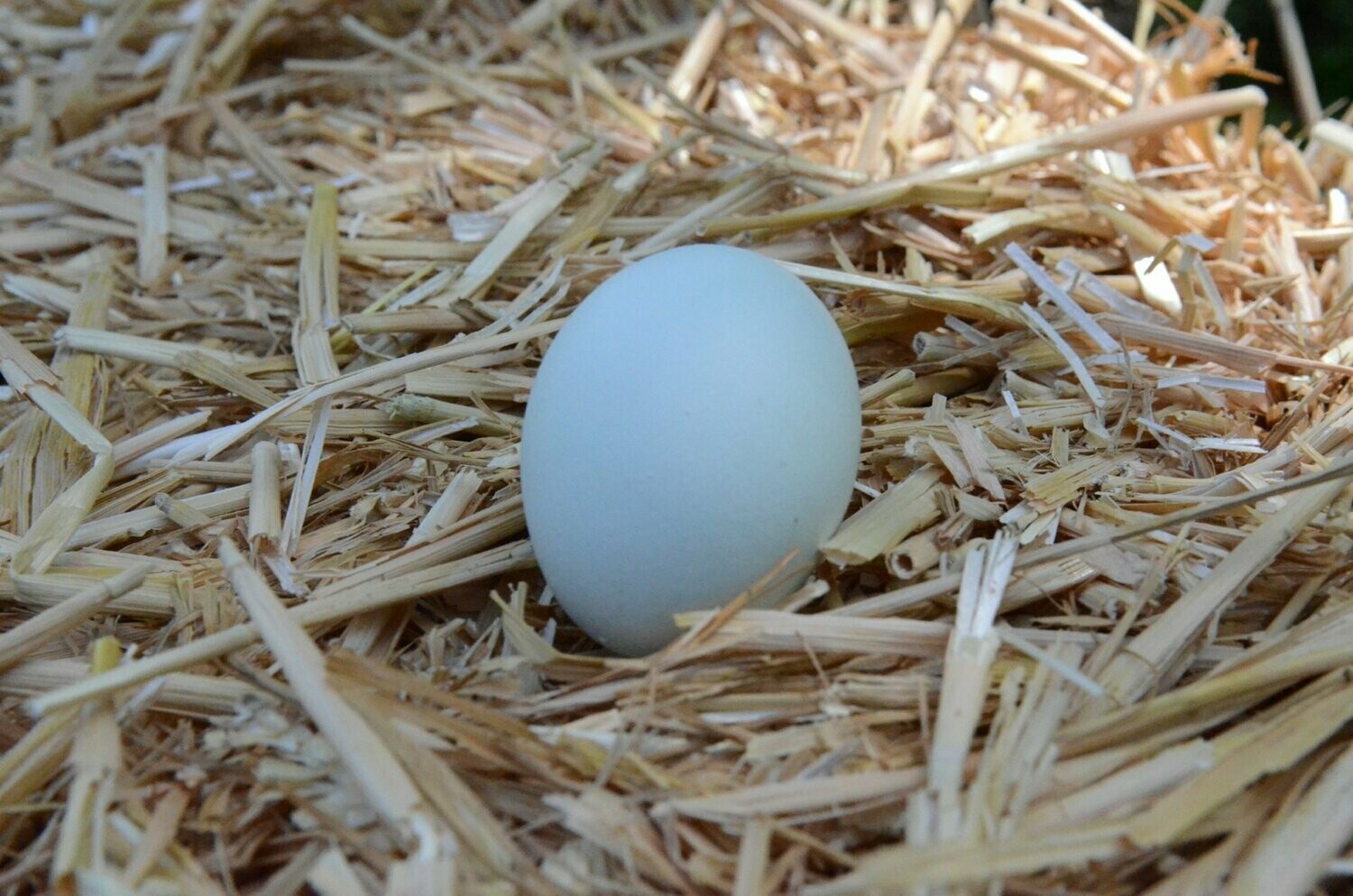 Hatching Eggs, Cream Legbar, six eggs