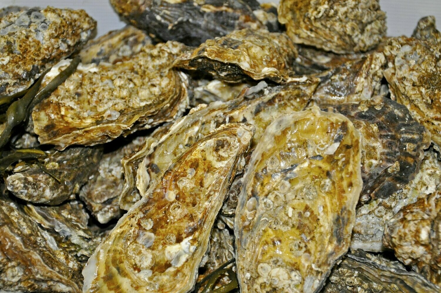 Oysters