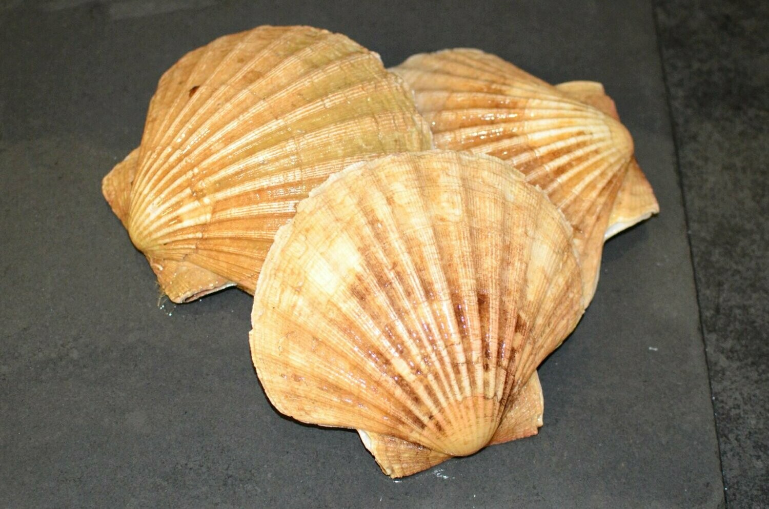 Hand dived Scallops