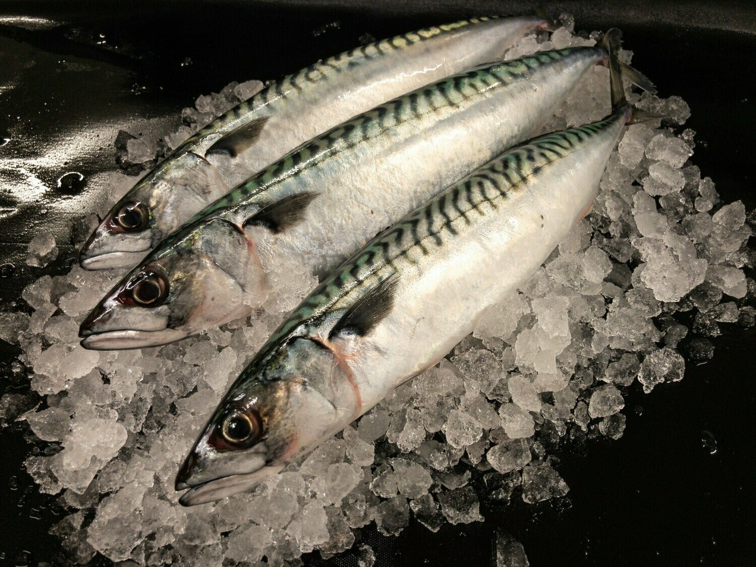 Mackerel