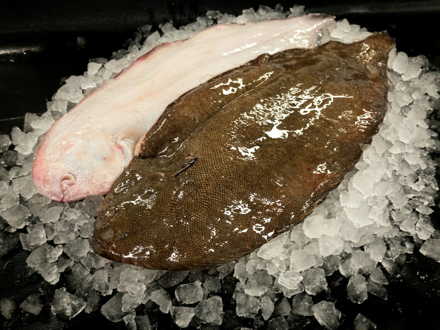 Dover Sole