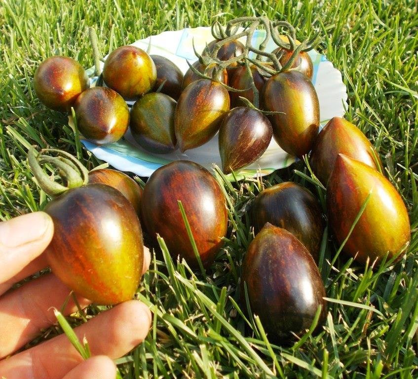 Помидоры Атомный Виноград Бреда Brad's Atomic Grape Tomato