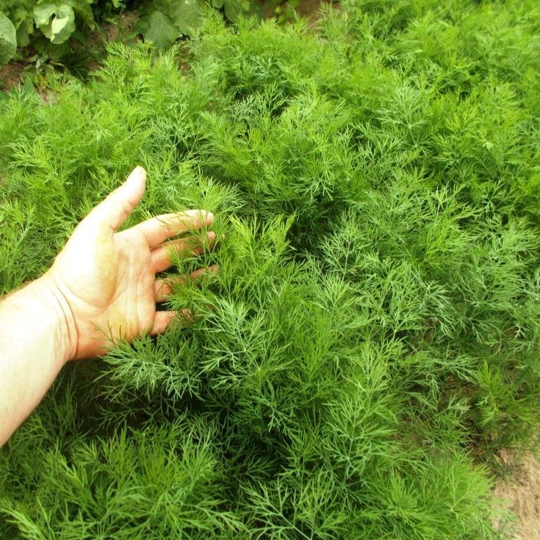 Укроп грин стар. Замороженный укроп. Зелень укроп. Медведь ест укроп. Укроп воевода.